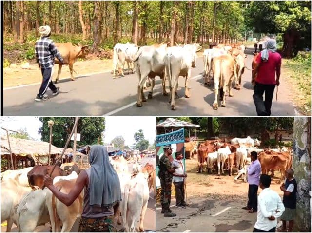 सरायकेला-खरसावां में पशु तस्करी का बड़ा खुलासा, दलभंगा ओपी पुलिस ने 70 जोड़ी बैल किए बरामद