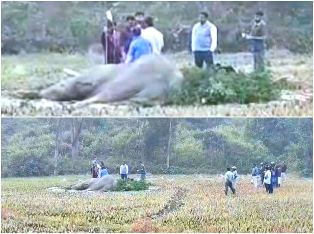 नीमडीह के चातरमा जंगल में दलदल में फंसा कई दिनों से बीमार जंगली हाथी, हालत गंभीर